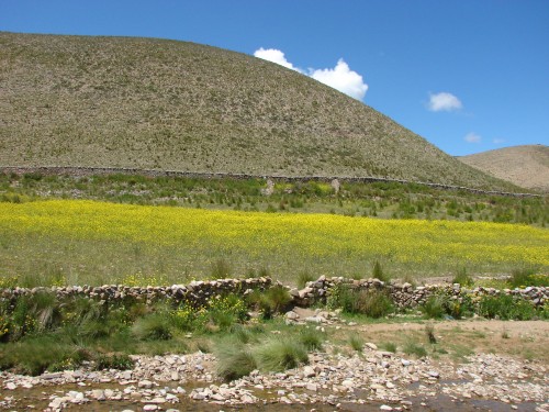 Foto: Plantación de aba - Iscayachi (Tarija), Bolivia