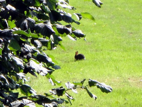 Foto: Un conejo correteando por en medio del parque - Brugge (Flanders), Bélgica