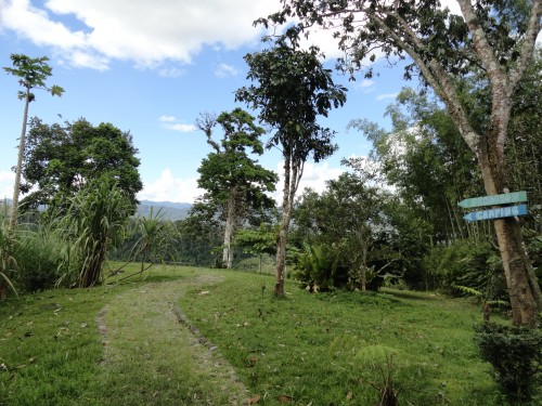 Foto: Rbol - Sucua (Morona-Santiago), Ecuador