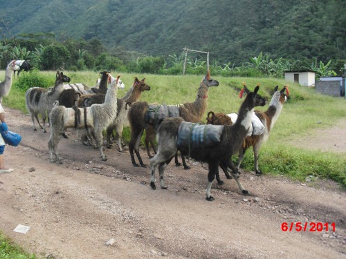 Foto: Llamas - Uchubamba (Jauja) (Junín), Perú