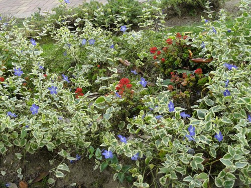 Foto: flores en el parque - Pillaro (Tungurahua), Ecuador