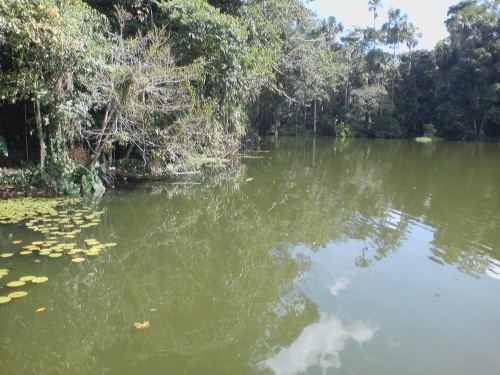 Foto: Amazonico - Lago Agrio (Sucumbios), Ecuador