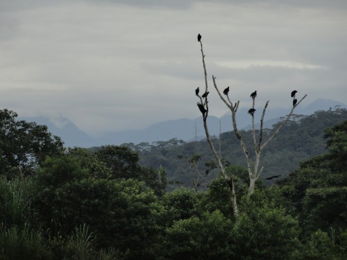 Foto: Gallinazos - Puyo (Pastaza), Ecuador
