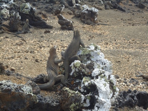 Foto: Iguanas - Santa Cruz (Galápagos), Ecuador