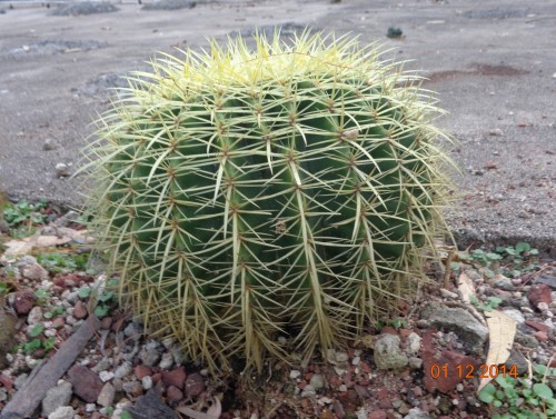 Foto: Cactus - México (The Federal District), México