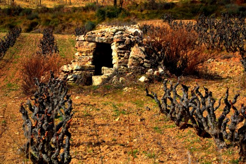 Foto: Viejos viñedos i pozo de piedra. - El Pla de Manlleu (Tarragona), España