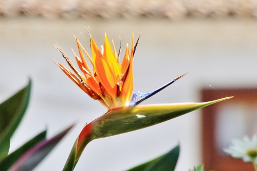 Foto: Flor del Paraiso - Icod de los Vinos (Santa Cruz de Tenerife), España