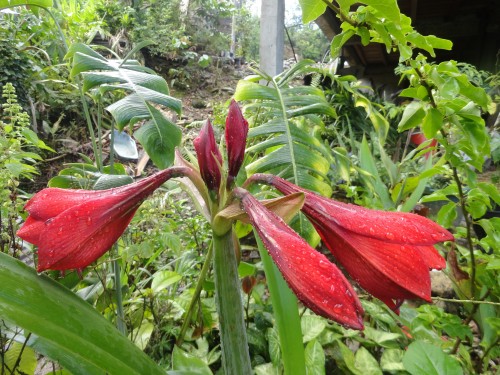 Foto: Flores silvestres - Shell (Pastaza), Ecuador