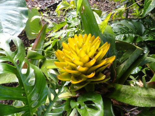 Foto: Flores silvestres  bromelias - Shell (Pastaza), Ecuador