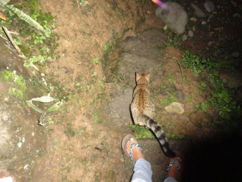 Foto: Gato guia - Shell (Pastaza), Ecuador