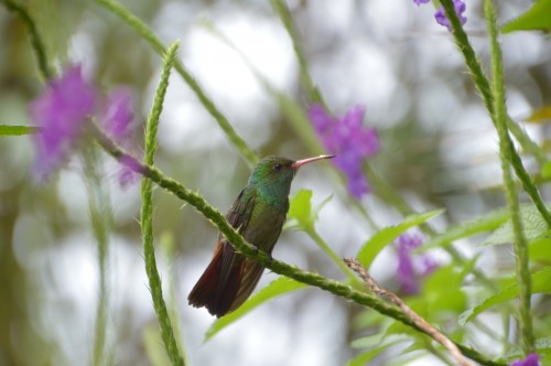 Foto de Sarapiqui (Heredia), Costa Rica