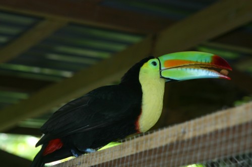 Foto de Sarapiquí (Heredia), Costa Rica