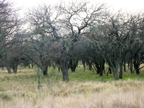 Foto: Bosque de caldén. - Santa Rosa (La Pampa), Argentina