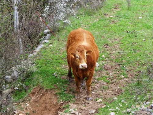 Foto: Ganadería bovina - Sant Llorenç de Morunys (Lleida), España