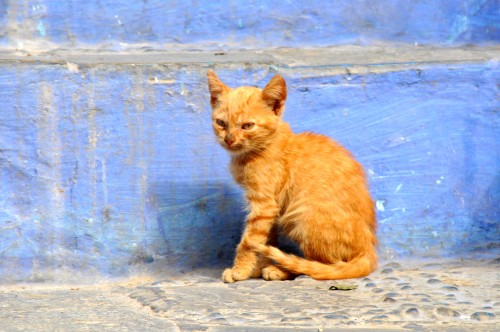 Foto: gato marroqui - Aouen (Chaouia-Ouardigha), Marruecos
