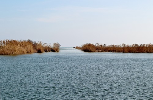 Foto: Navegando por el río Ebro - Deltebre (Tarragona), España