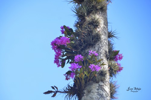 Foto: Guaria morada - Alajuela, Costa Rica