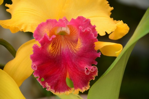 Foto: Orquideas - Parque Nacional Prusia (Cartago), Costa Rica