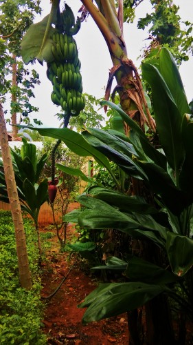 Foto: Banano - Samaná, República Dominicana