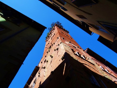 Foto: Torre Guinigi - Lucca (Tuscany), Italia