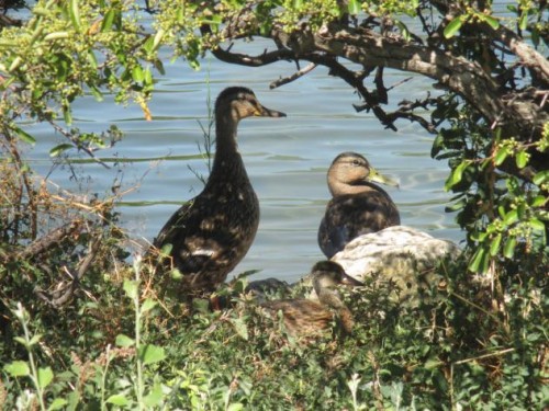 Foto: Grupo de patos junto al estanque - Madrid (Comunidad de Madrid), España