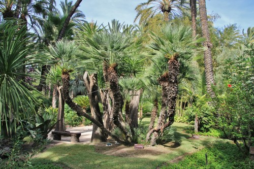 Foto: Jardín Huerto del Cura - Elche (Alicante), España