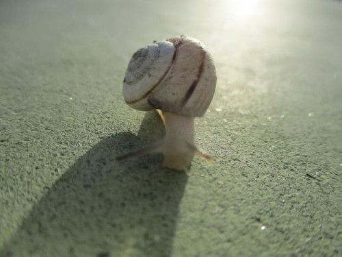 Foto: Tras la lluvia apareció este caracol - Mazuecos (Castilla La Mancha), España