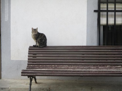 Foto: Gato sobre un banco - Mazuecos (Castilla La Mancha), España