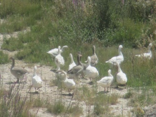 Foto: Grupo de gansos en un arroyo - Almoguera (Guadalajara), España