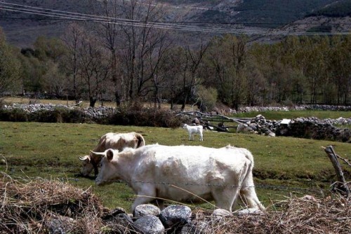 Foto: Finca con ganado vacuno - Umbrías (Ávila), España