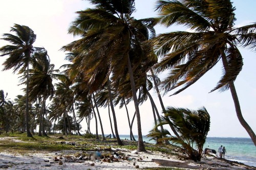 Foto: Palmeras agitadas por el viento - Punta Cana (La Altagracia), República Dominicana
