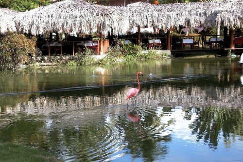 Foto: Un flamenco en el estanque - Punta Cana (La Altagracia), República Dominicana