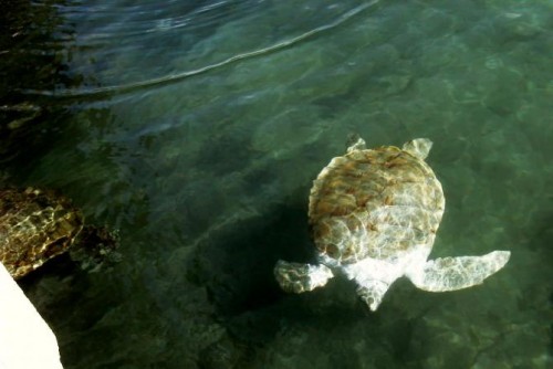 Foto: Tortuga marina gigante - Xcaret (Quintana Roo), México