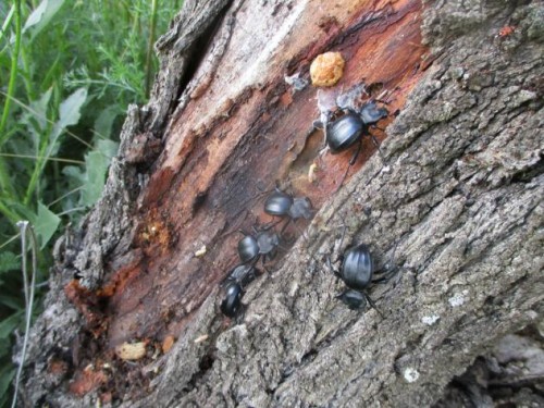 Foto: Escarabajos entre el tronco y la corteza de un almendro - Mazuecos (Guadalajara), España