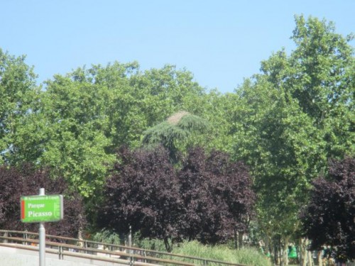 Foto: Árboles en el parque Picasso - Leganés (Madrid), España