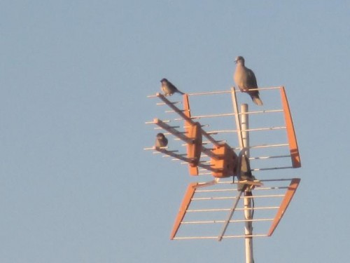 Foto: Gorriones y tórtola posados en una antena - Mazuecos (Guadalajara), España