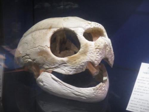 Foto: Cráneo de tortuga laúd en el Museo Marítimo - Luanco (Asturias), España