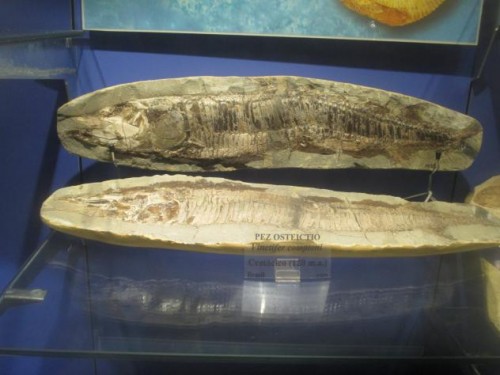Foto: Fósil de pez en el museo Marítimo - Luanco (Asturias), España