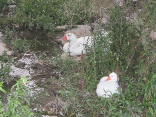 Foto: Gansos blancos en el arroyo - Almoguera (Guadalajara), España
