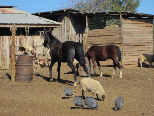 Foto: Granja con todo tipo de animales - El Totoral (Valparaíso), Chile