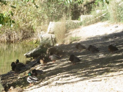Foto: Patos a la sombra en la orilla del Tajo - Zorita de los Canes (Guadalajara), España