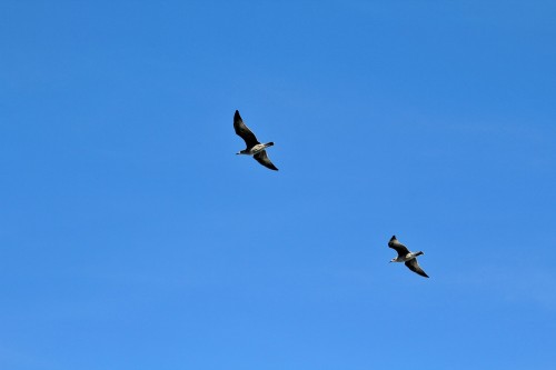 Foto: Aves - Muxía (A Coruña), España