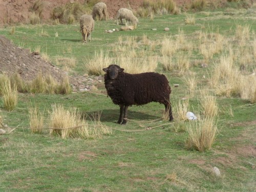 Foto: la proverbial oveja negra - Zona de Copacabana (La Paz), Bolivia