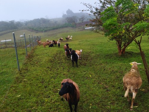 Foto de San Isidro (Heredia), Costa Rica