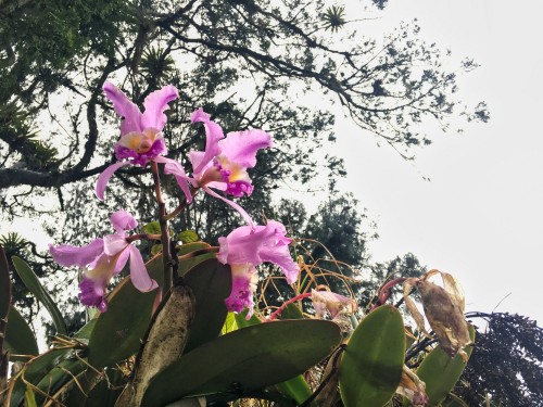 Foto: la orquídea - Tona Santander, Colombia